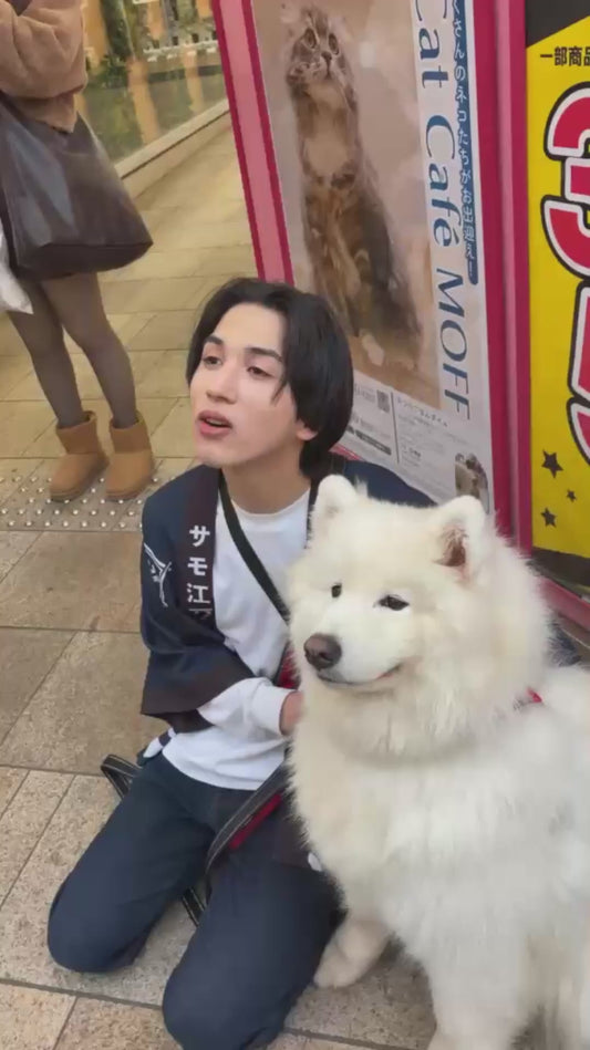 Samoyed Dog Stares at Similar Looking Dogs in 'Samoyed Cafe'