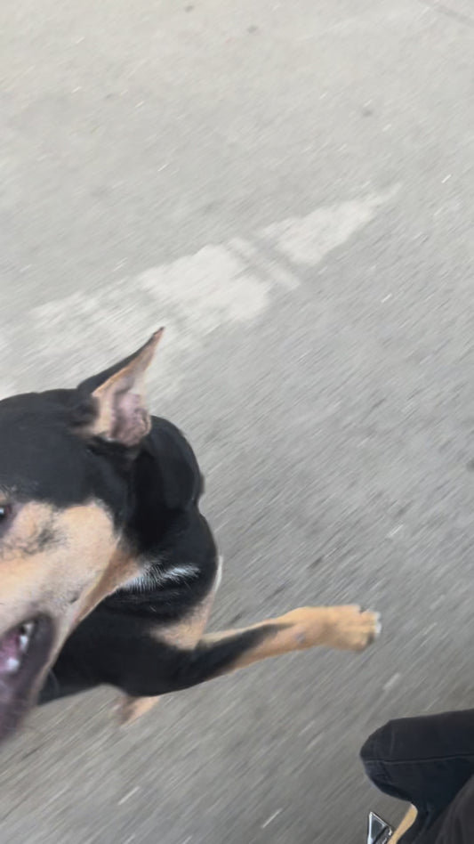 Stray Dog Chases After Stranger Who Showed Him Kindness