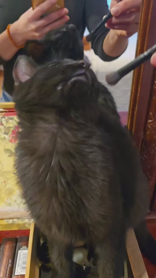 Cat Purrs Loudly While Having Makeup Done