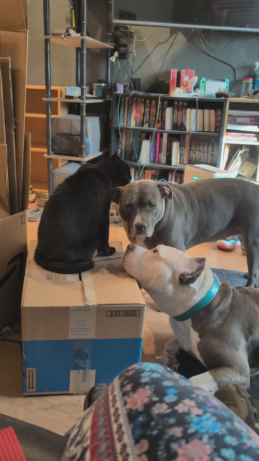 Cat Grooms one of its Dog Siblings While the Other Waits its Turn