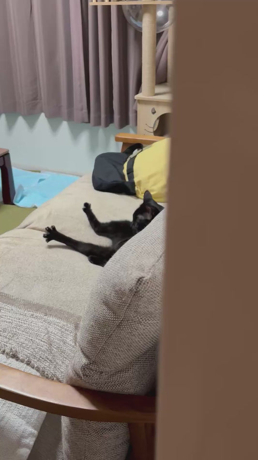 Cat Sitting on the Couch like he Pays the Bills