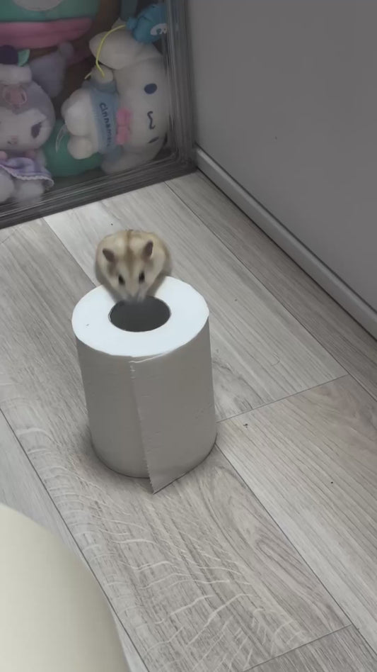 Dwarf Hamster Hilariously Tries to Jump Onto Owner's Bed