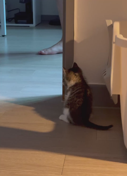 Kitten Practicing its Jumpscare Skills