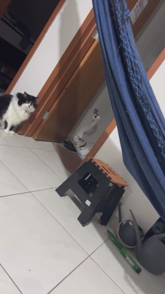 Kitten Makes a Mess with Toilet Paper