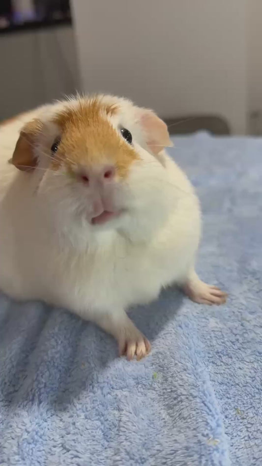 Guinea Pig Stares at Camera While Munching Food