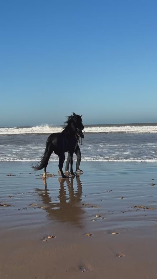 Incredible Footage of Horse Running Along the Beach