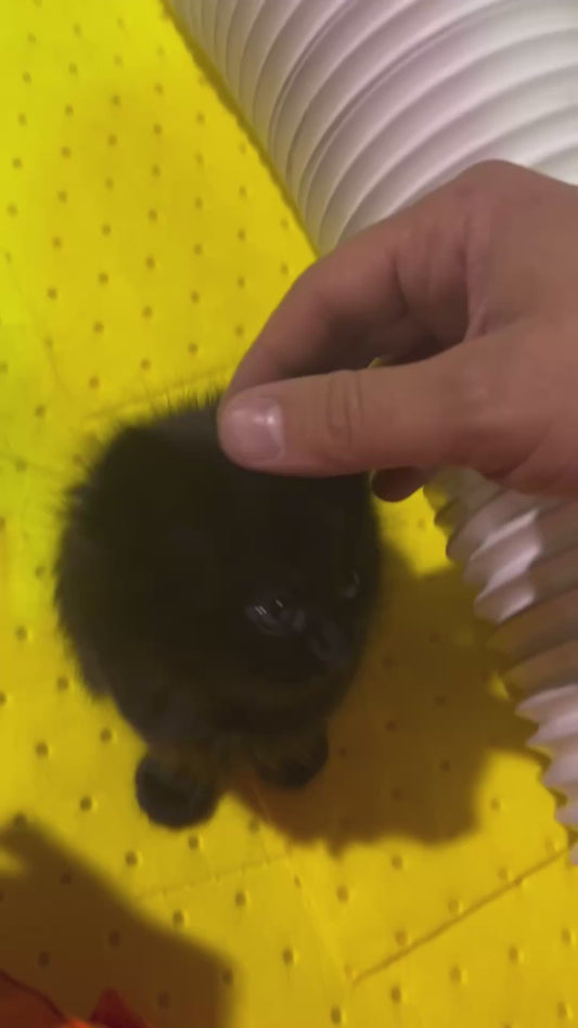 Giving Head Strokes to an Adorable Black Kitten