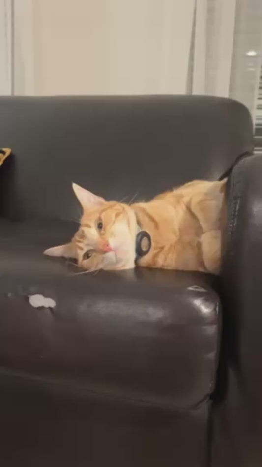 Cat Hits 'Side Loaf' Position