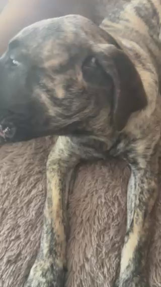 Dog Hilariously ‘Says His First Words’