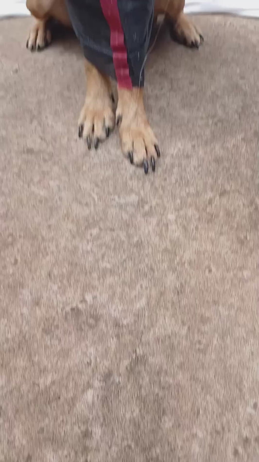 Dog Naruto Cosplay (2)