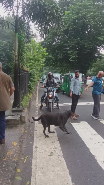 Man Stops Traffic to Help Disabled Dog Cross the Road