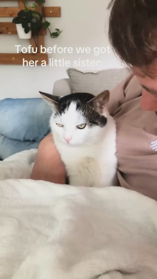 Cat’s Mood Before and After Getting a Little Sister