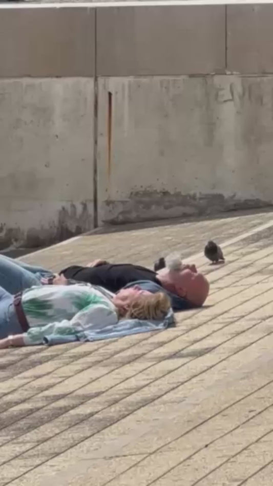 Pigeon Lies Down Next to Couple