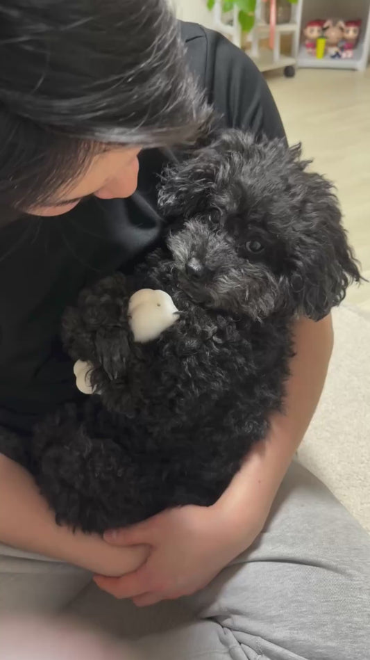 Adorable Puppy Cuddles Favourite Toy
