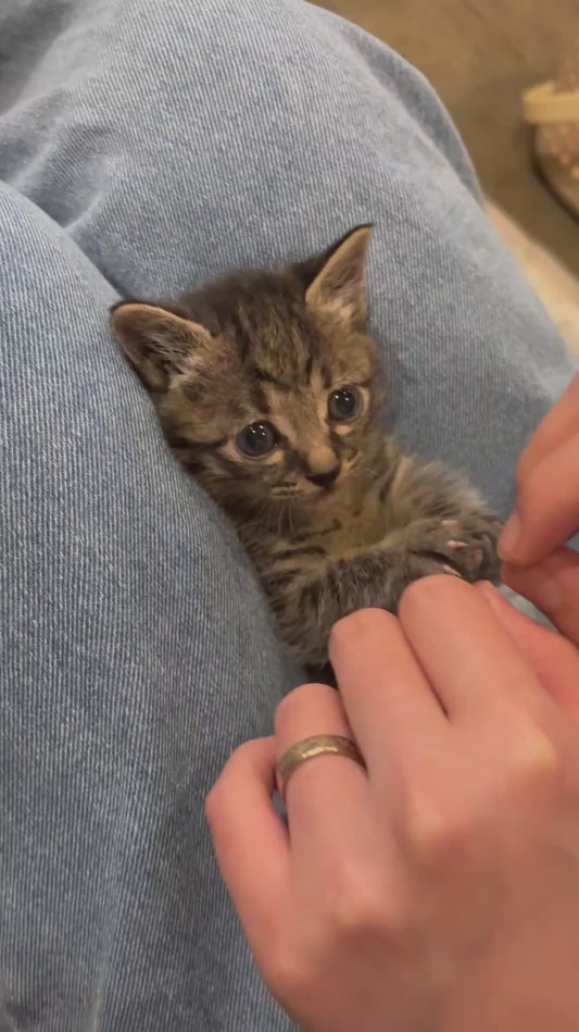 Adorable Kitten Copies Owner