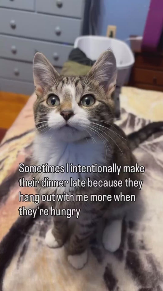 Cats Gather Around Owner in Hopes of Being Fed