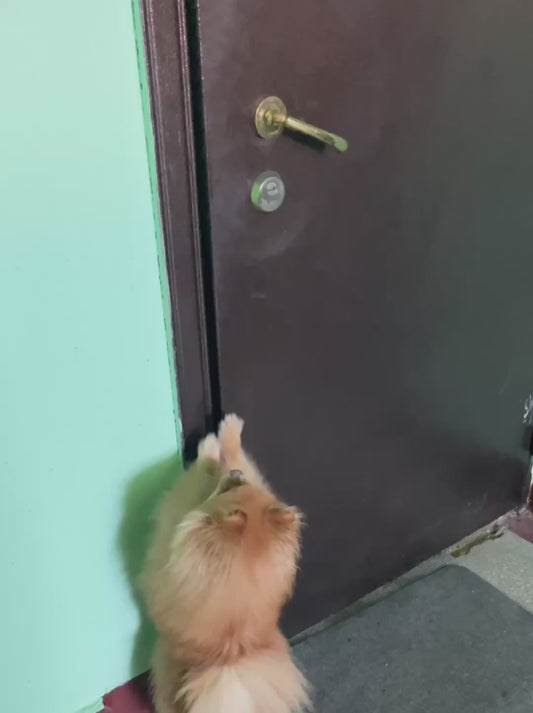 Puppy’s Overjoyed Reaction to Seeing Grandma