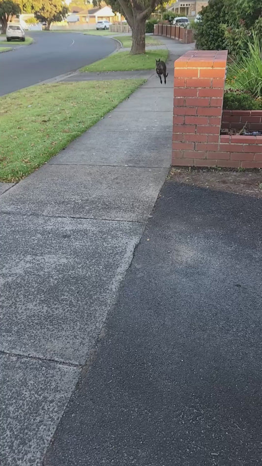 Mother Wallaby Drops and Forgets Her Baby