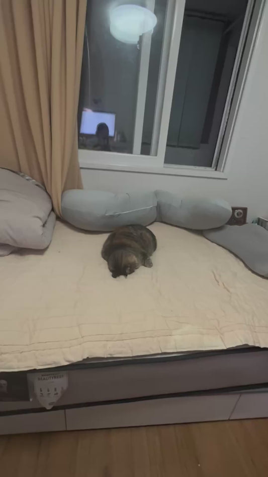 Chubby Cat Lies Face Down on Bed