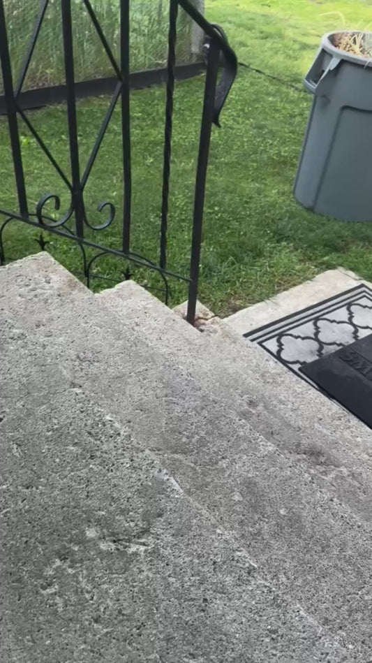 Mother Cat Hunts and Brings Food Home for her Kittens