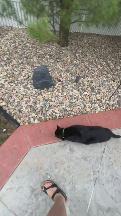 Blind Cat Joyfully Finds Open Space to Run