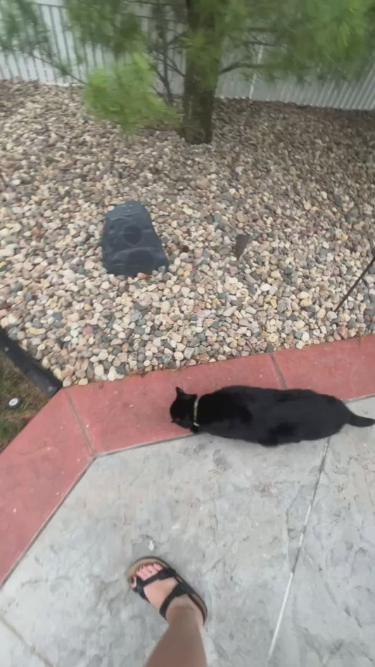 Blind Cat Joyfully Finds Open Space to Run