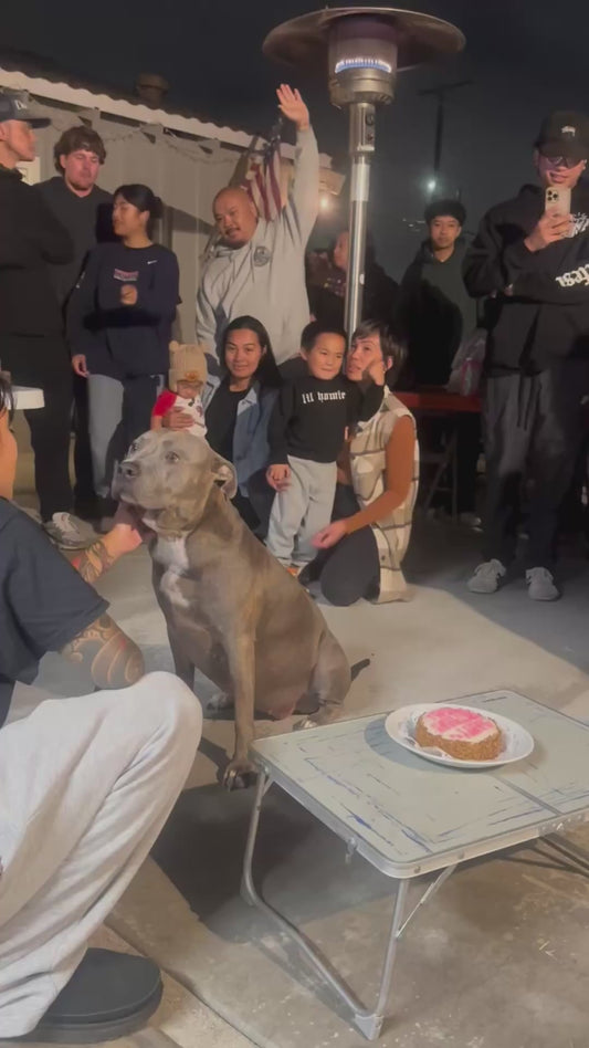 Dog Celebrates Birthday Surrounded by Family and Friends