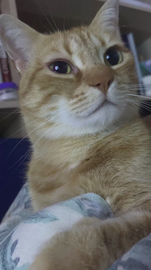 Owner Twangs Cat's Whiskers Like Guitar Strings