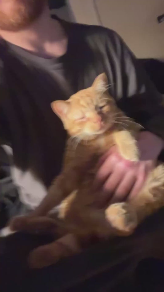 Ginger Cat Receives Belly Rubs From Ginger Owner