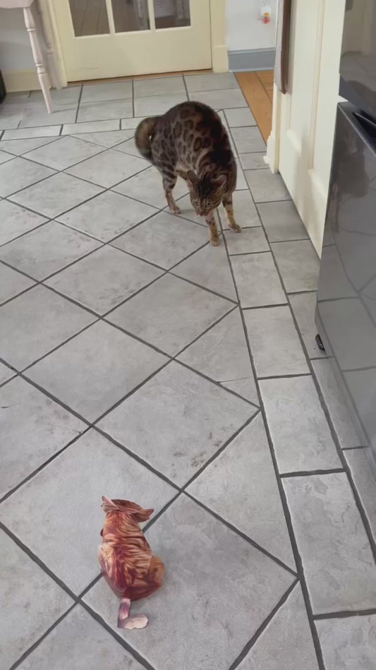 Cat's Hilarious Reaction to Pop-Up Cat