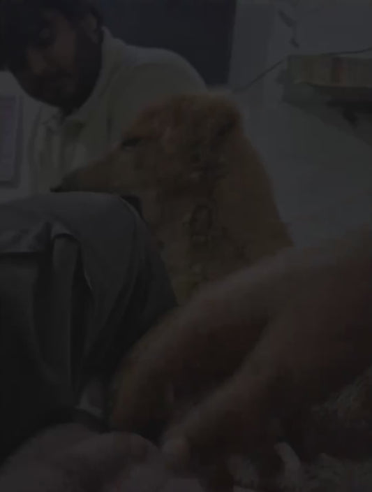 When Your Dog Starts to Understand You