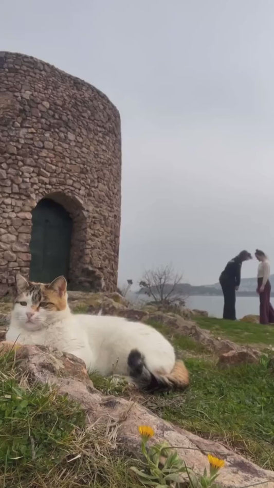 Cat Chills Out as Duo Performs Dance in the Background