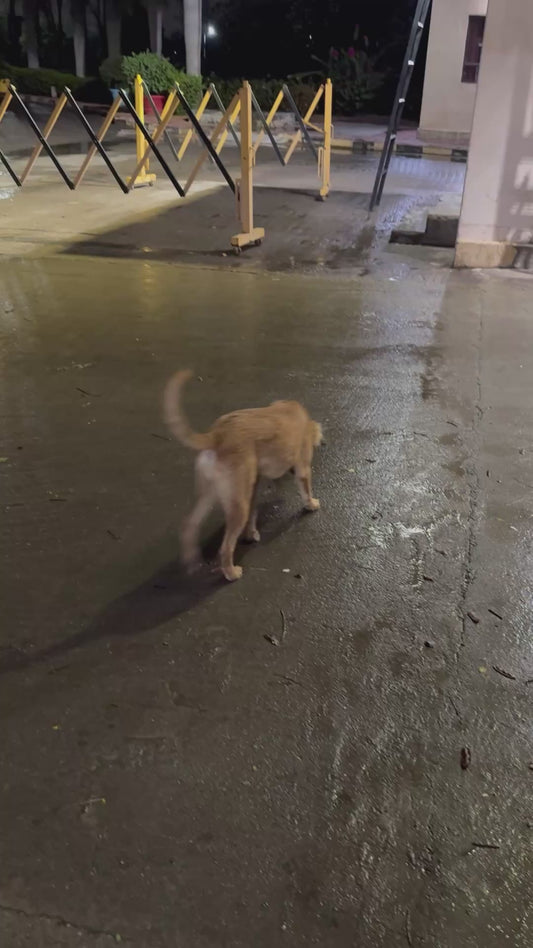 Stray Dog Plays With a Frog