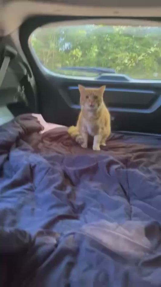 Orange Cat's Dramatic Reaction to Going in the Car