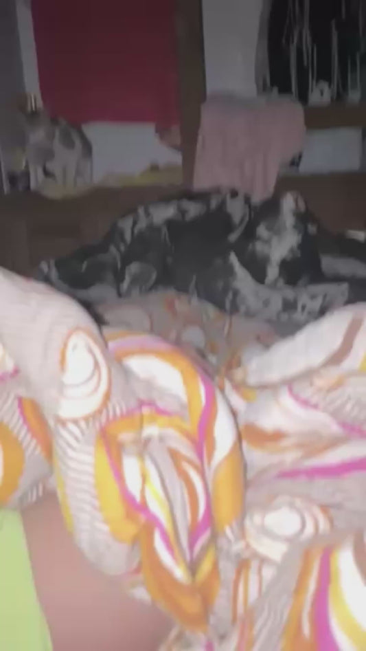 Mother Cat Brings Her Kittens to Her Owner