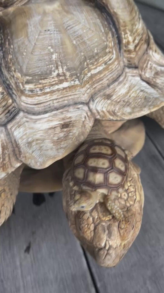 Small Tortoise Rides on Large Tortoise's Head