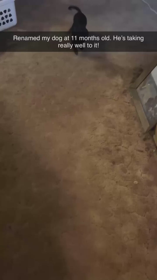 11-Month-Old Dog Gets a Silly New Name