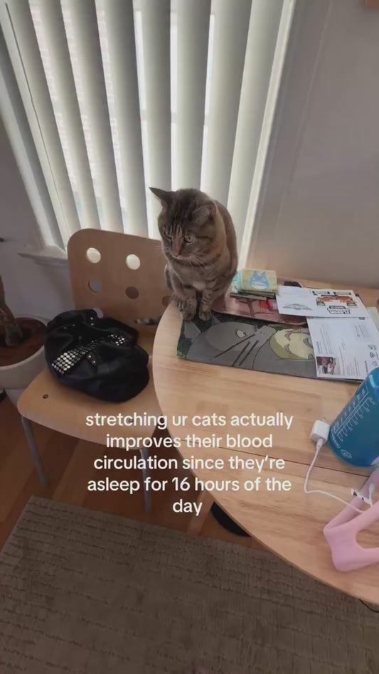 POV of Owner Stretching Out Calico Cat