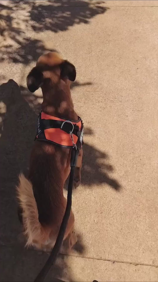 Dog Cosplaying as Ben 10