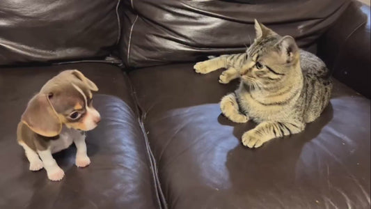 Adorable Beagle Puppy Attempts to Play With Cat