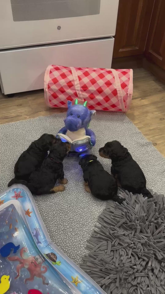 Welsh Terrier Puppies Gather for Story Time