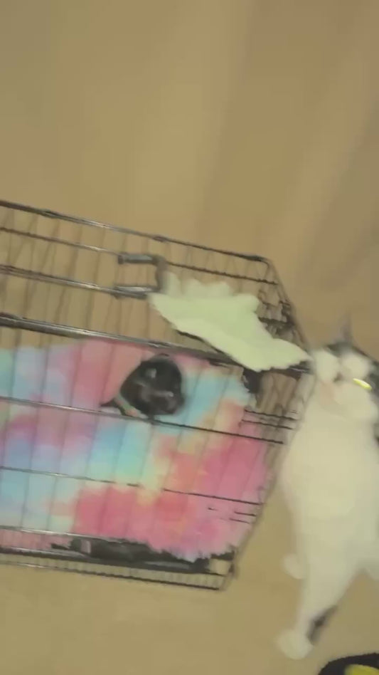 Cat Named Daryl Repeatedly Slaps Dog Sibling
