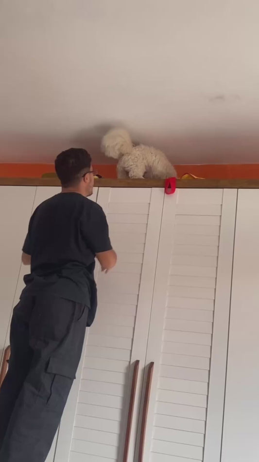 Dog Leaps Off Tall Shelf to Retrieve Toy Without Hesitation