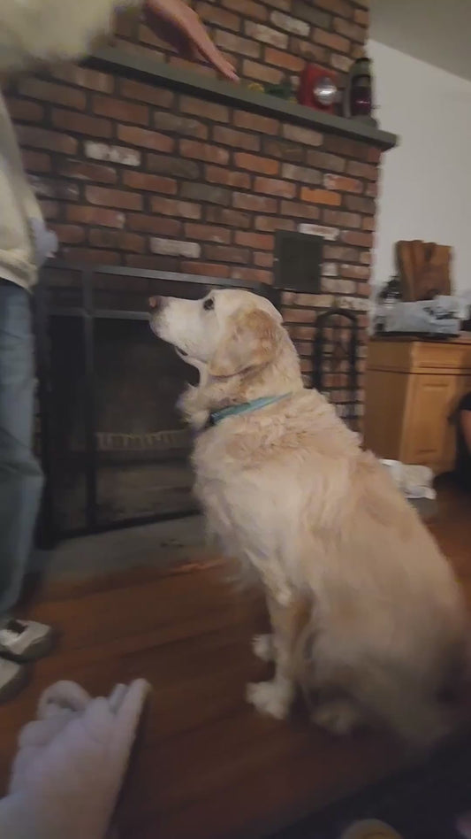 Smart Dog Becomes the Life Of The Party After Showing Off His Trick