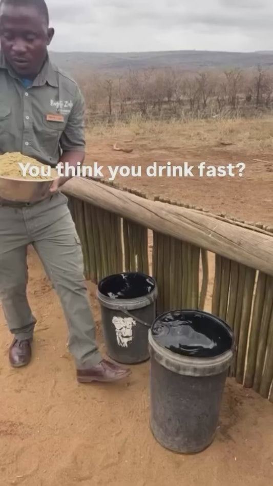 Huge Elephant Quickly Inhales Two Buckets Full of Water