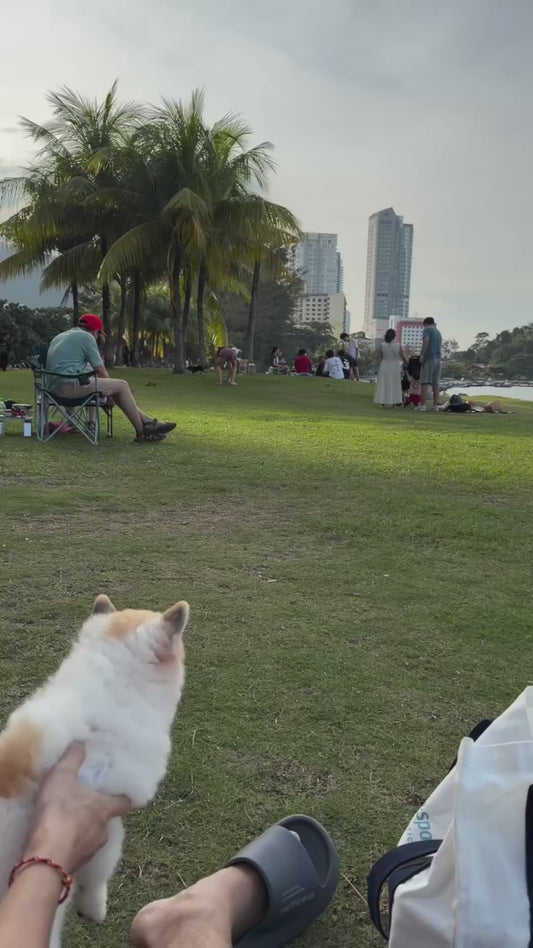 Dog Says Hello to a Child in a Park