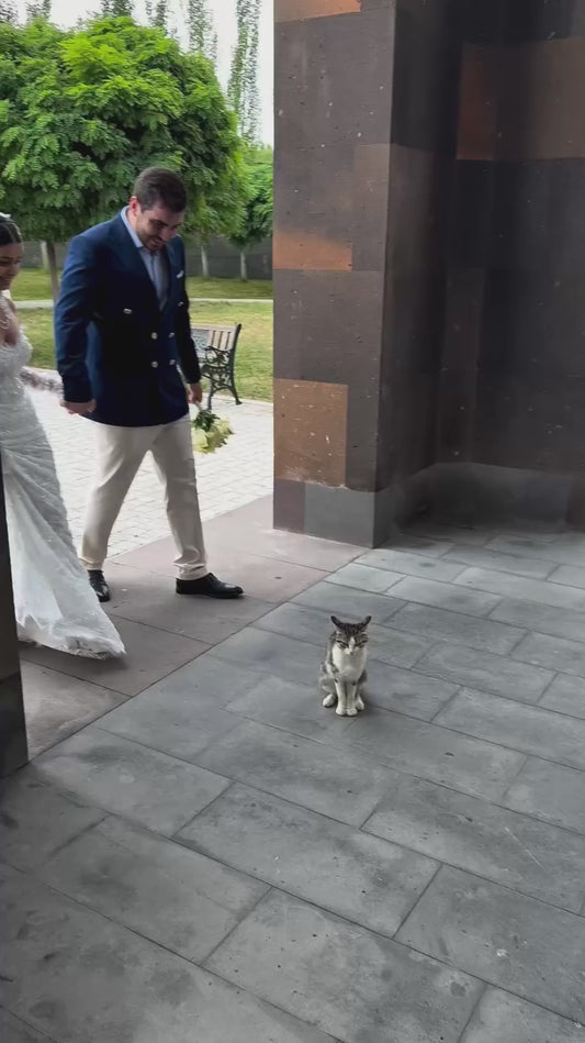 Bride Stops to Pet a Cat