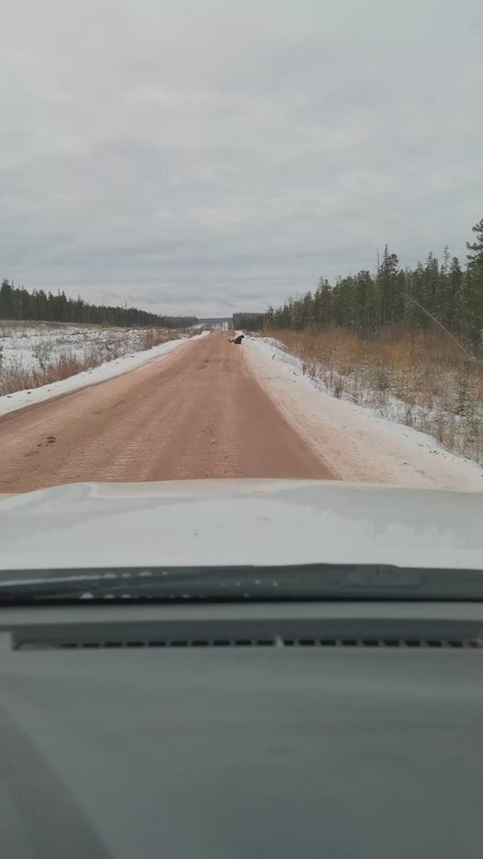 Driver Has a Hilarious Interaction with a Roadside Bear