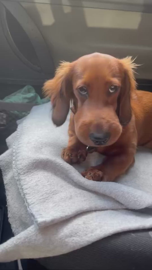 Dog Gets Swollen Snout After Being Stung by Bees