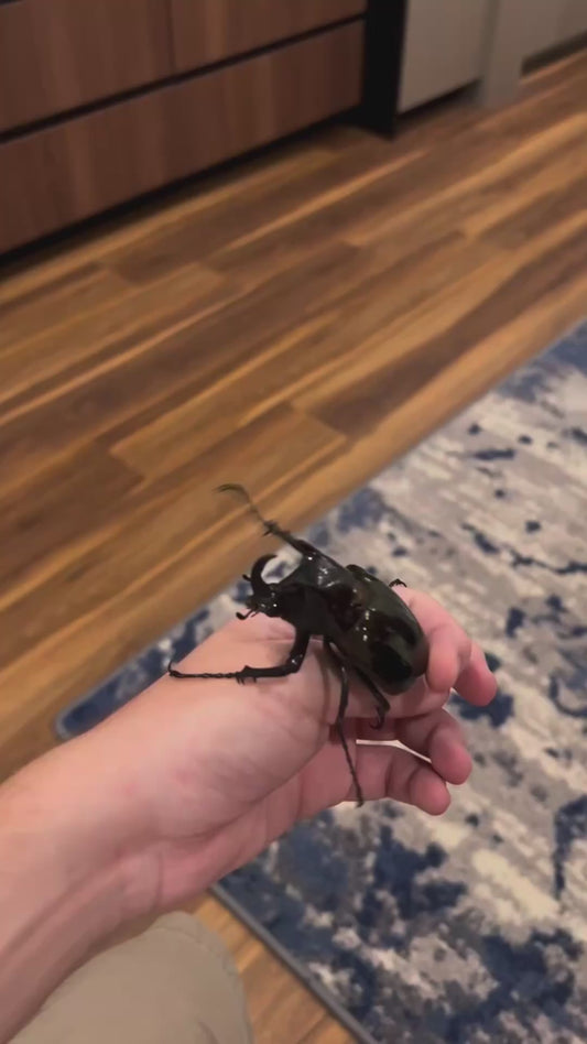 Man Finds Extremely Large Beetle in Hotel Room